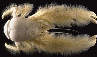 鳄鱼属于什么类动物