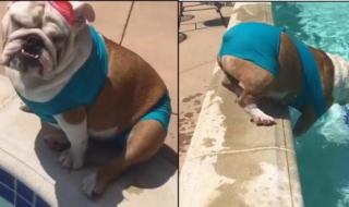 狗狗的太大了太热了