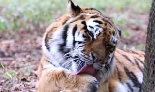 猫咪全新3.0 猫咪全新3.0