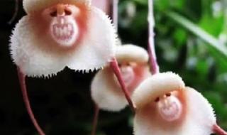 辟谣喜马拉雅灵猴花