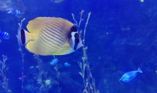 太平洋汉海海底世界 太平洋汉海海底世界