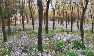 诸葛菜是二月兰吗