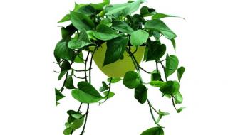 绿萝叶子发黄怎么办? 绿萝叶子发黄怎么办?