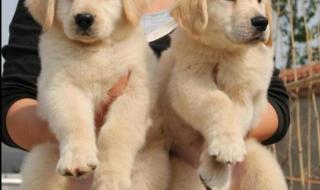 广州宠物美容师培训